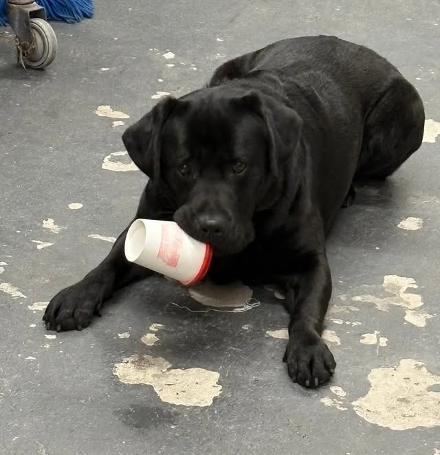 Black Labrador lying down with a takeaway coffee cup
