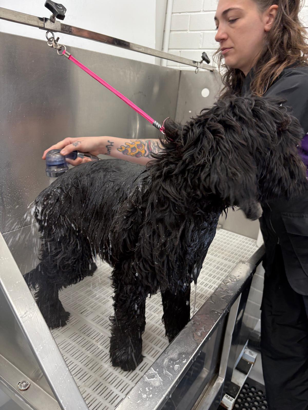 Wet black dog being rinsed in the stainless steel bath on a pink lead