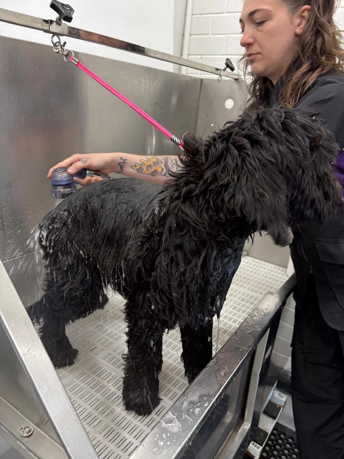 Wet black dog being rinsed in the stainless steel bath on a pink lead