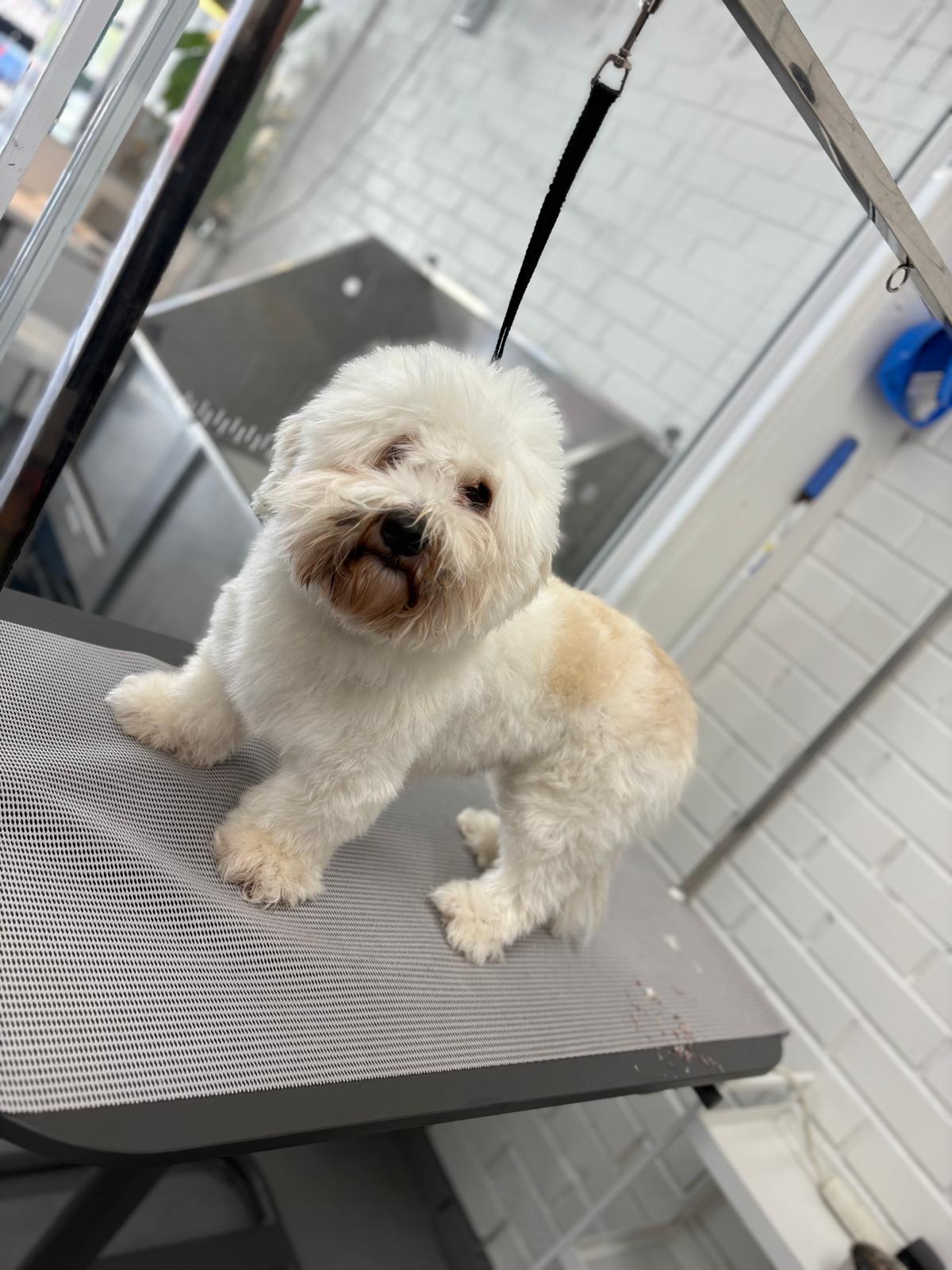 Freshly groomed white fluffy dog on the grooming table, head tilted