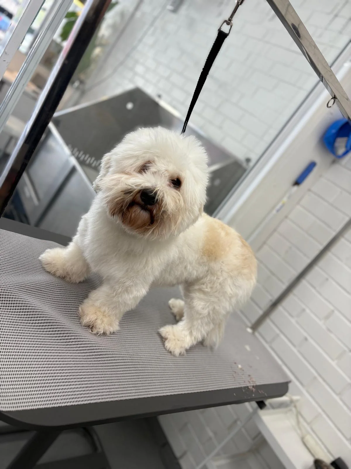 Freshly groomed white fluffy dog on the grooming table, head tilted