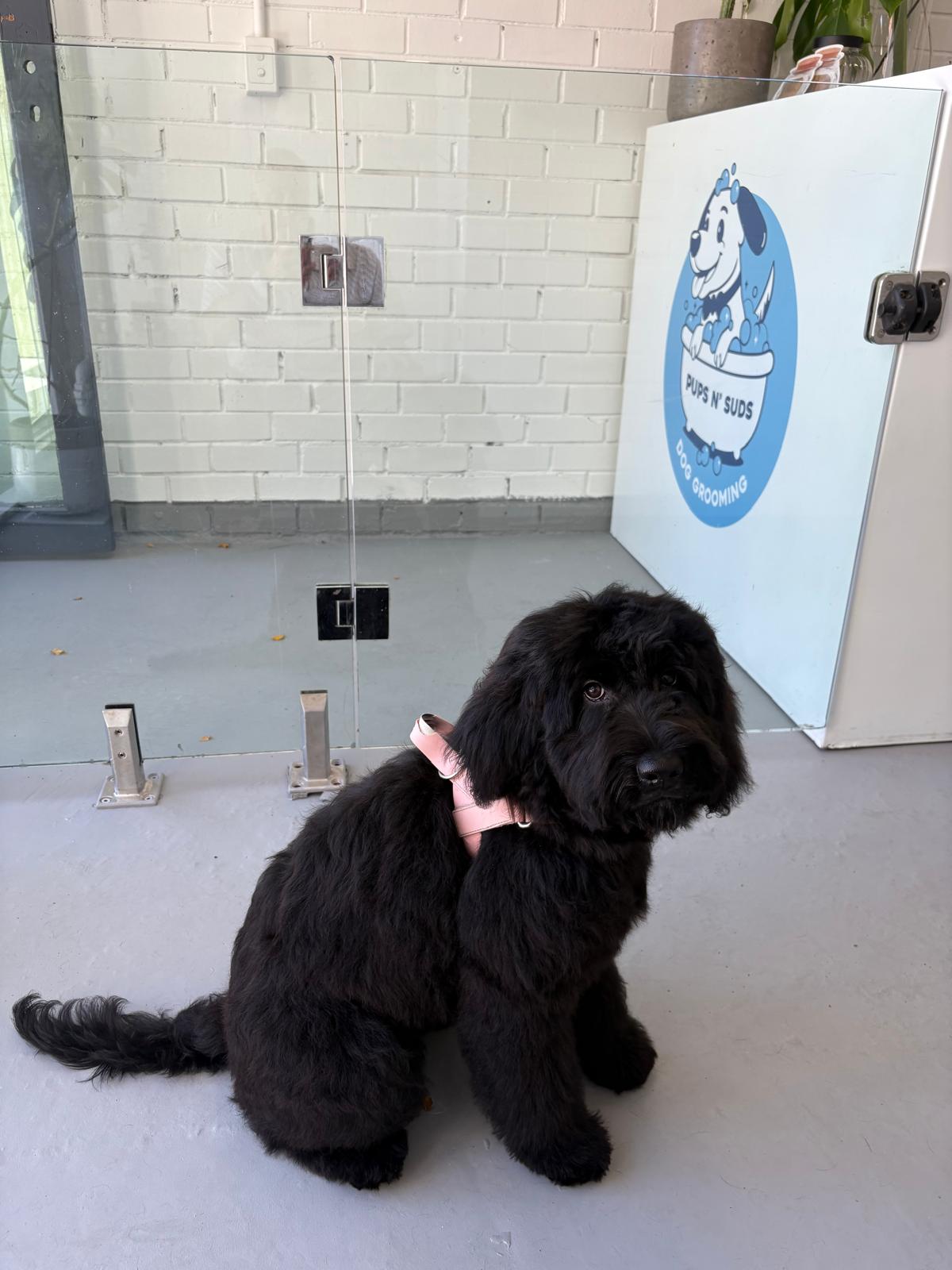 Black groodle puppy in a pink harness sitting in front of the Pups N' Suds logo