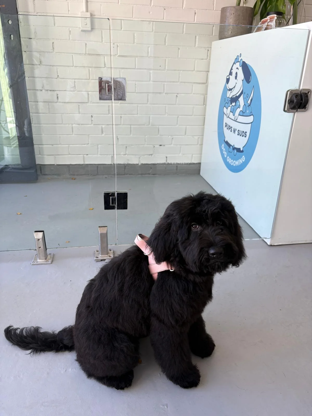 Black groodle puppy in a pink harness sitting in front of the Pups N' Suds logo