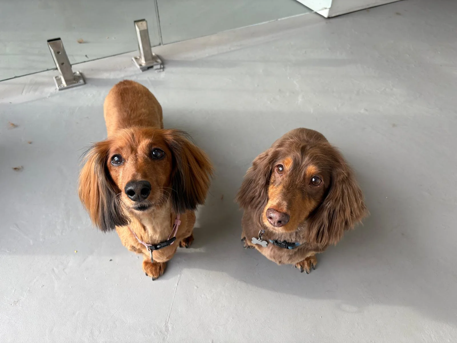 Lola and Harley, two long-haired dachshunds, looking up at the camera