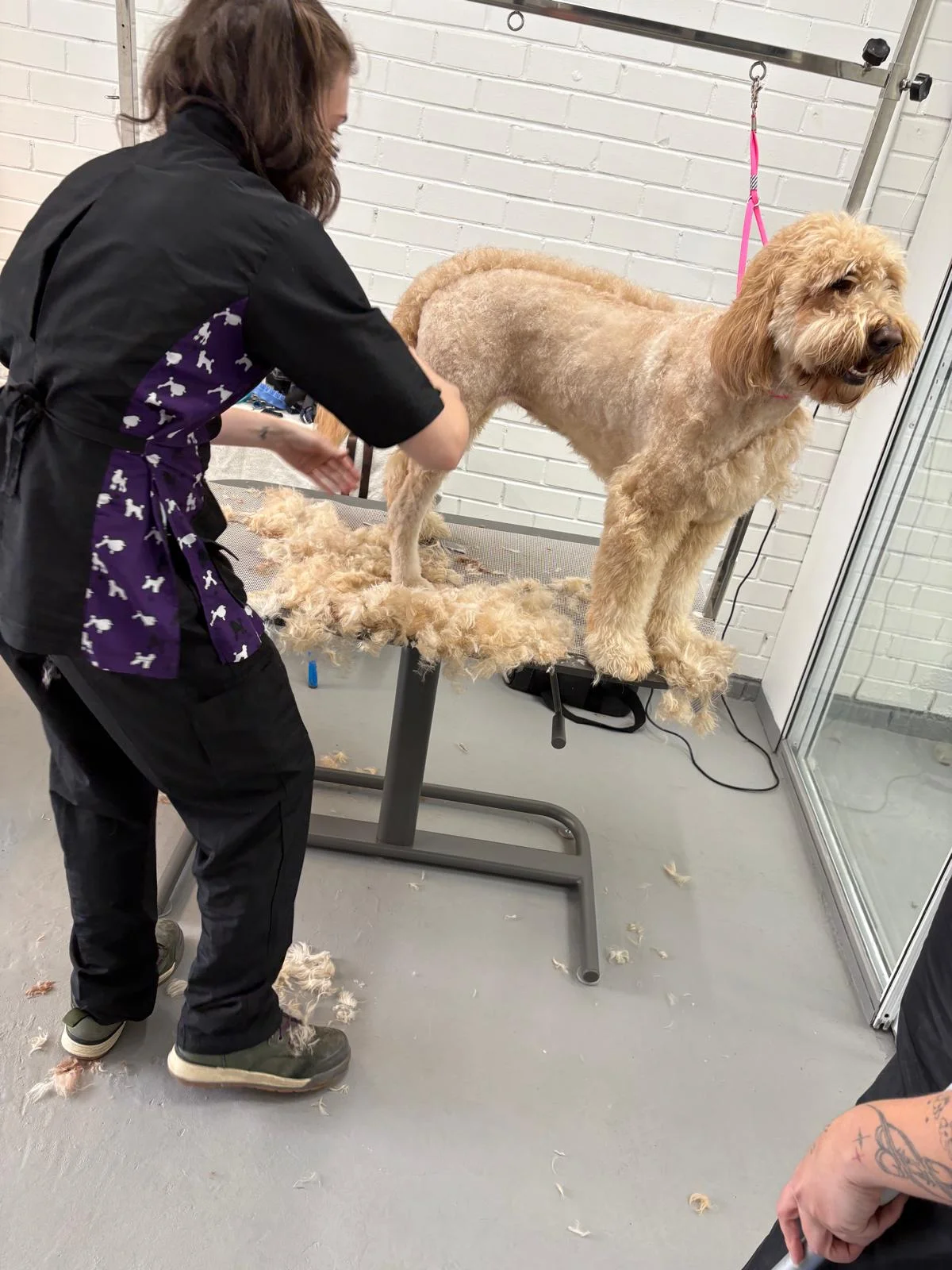 Apricot groodle standing on the grooming table mid-groom